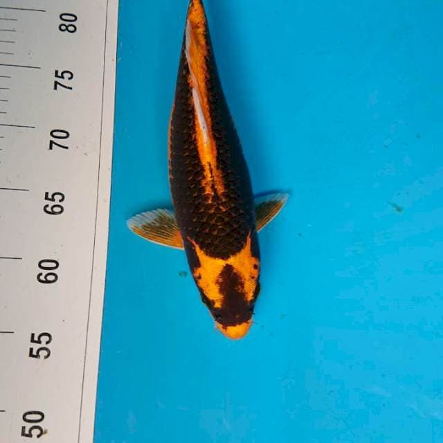 KABUTO 31 cm
