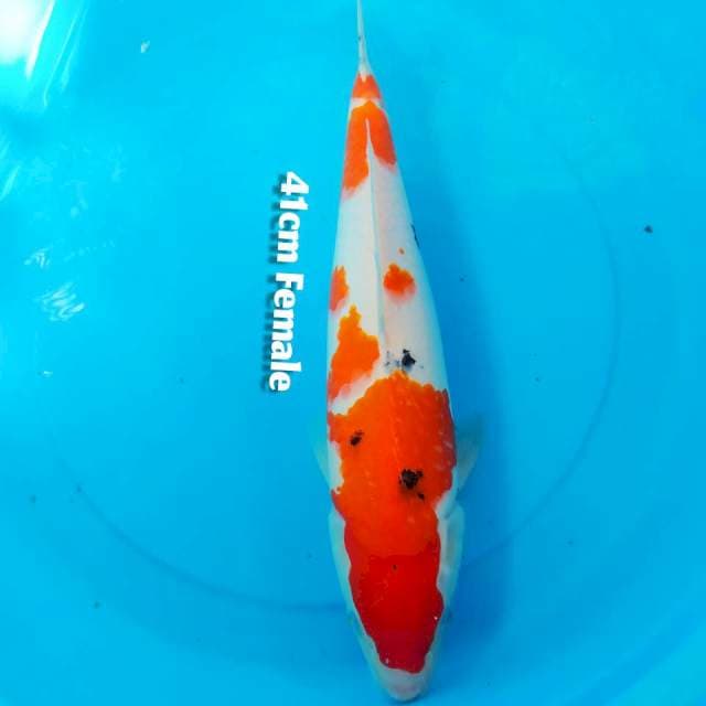 41cm Shanke ⭐