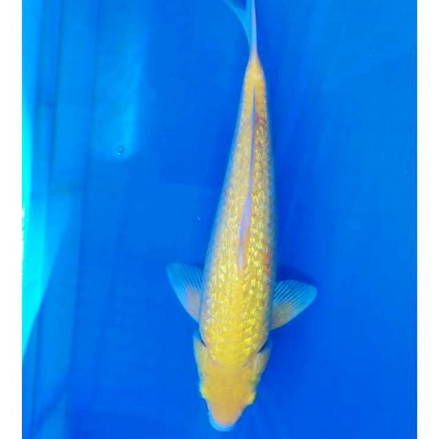 Karasi ginrin 31 cm