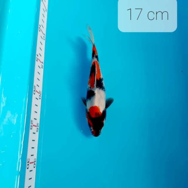 Step 3 ,17 cm