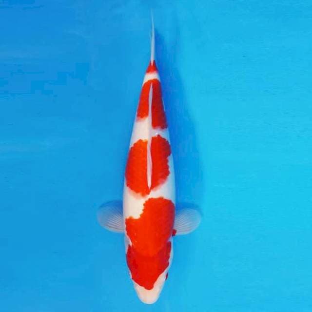 TENJIN 5 ~ KOHAKU ™