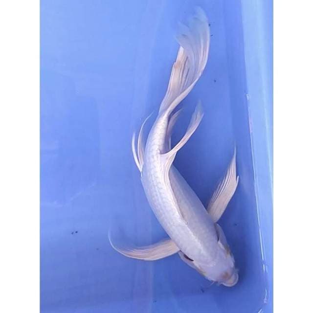 Kumpay ogon 36 cm