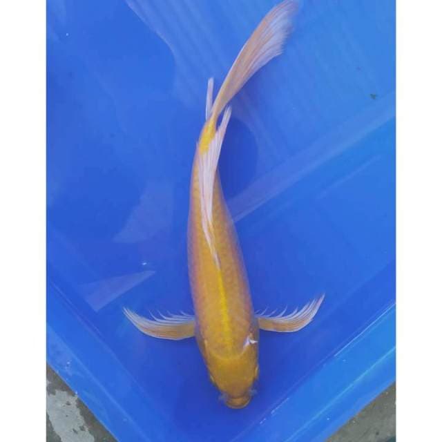 Kumpai ogon 36 cm