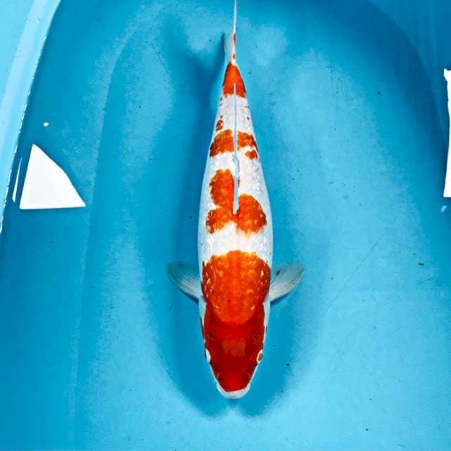 Kohaku Ginrin, 40 cm