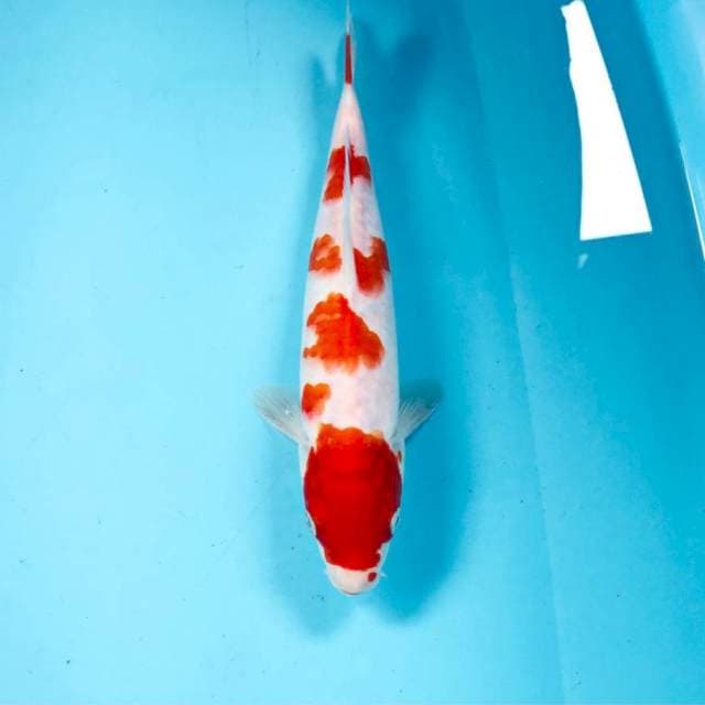 Kohaku, 27 cm
