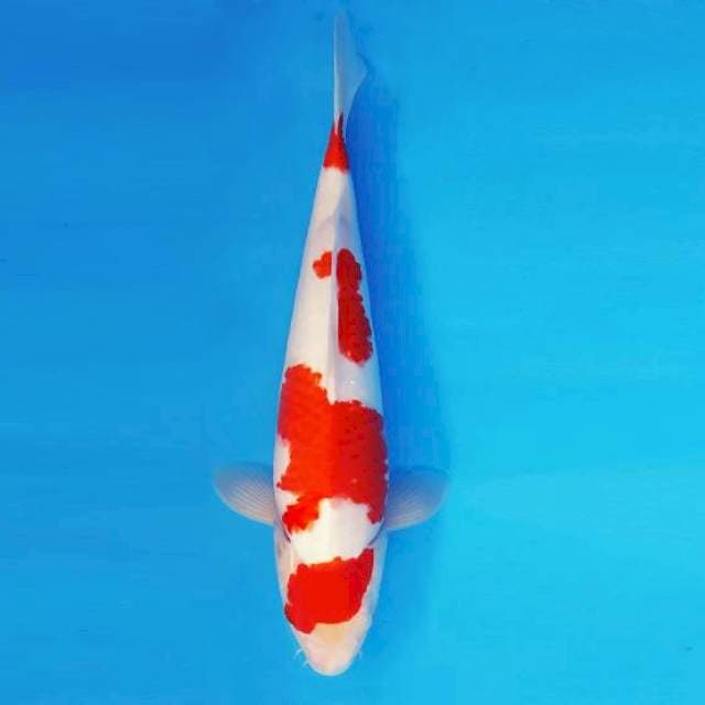 TENJIN 12 ~ KOHAKU ™