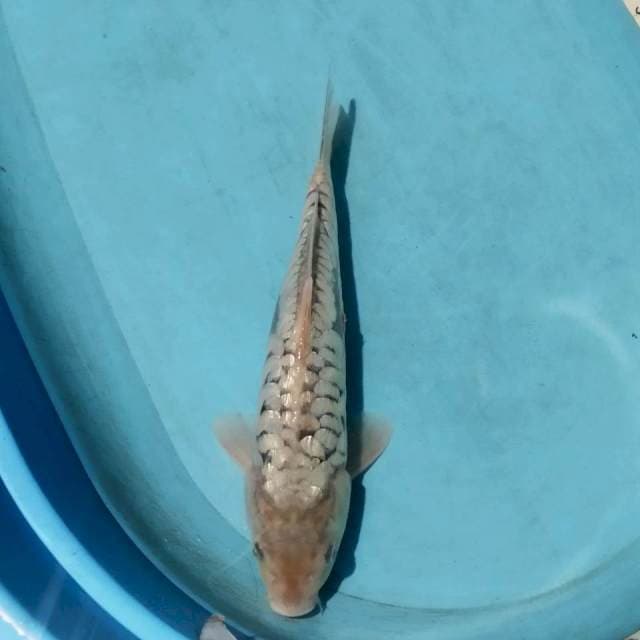 _soragoi ginrin SISIK NAGA 33km
