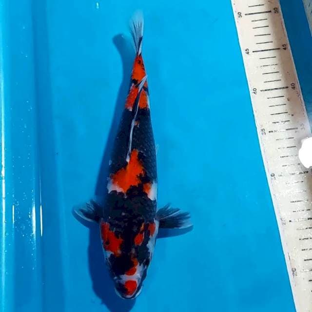 SHOWA BLACK STRONG 31 CM