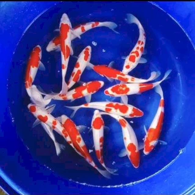Paket kohaku 31-36cm 15ekor