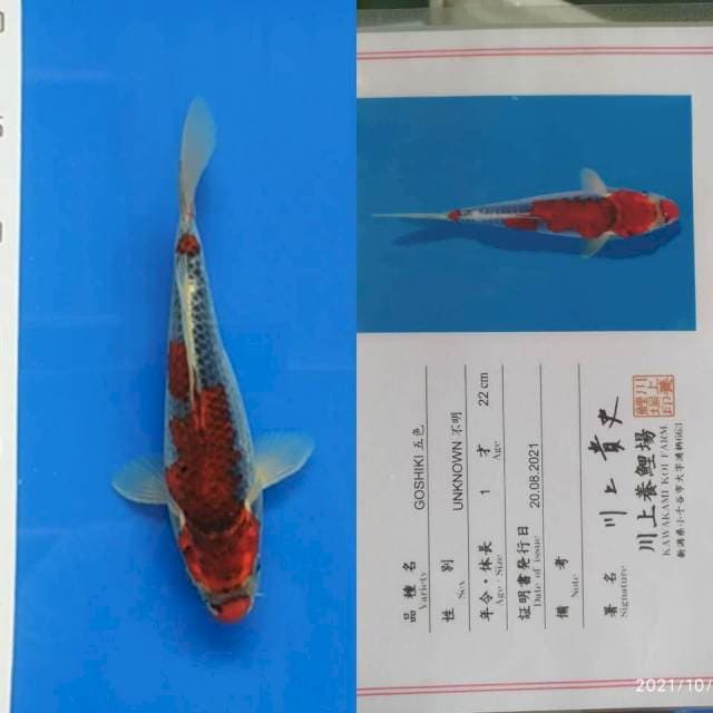 Goshiki 25bu Kawakami