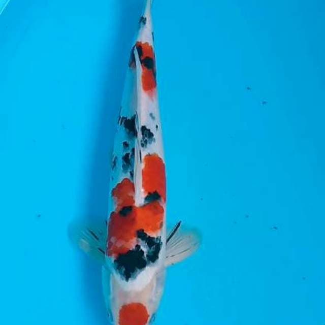 Maruten sangke 37cm