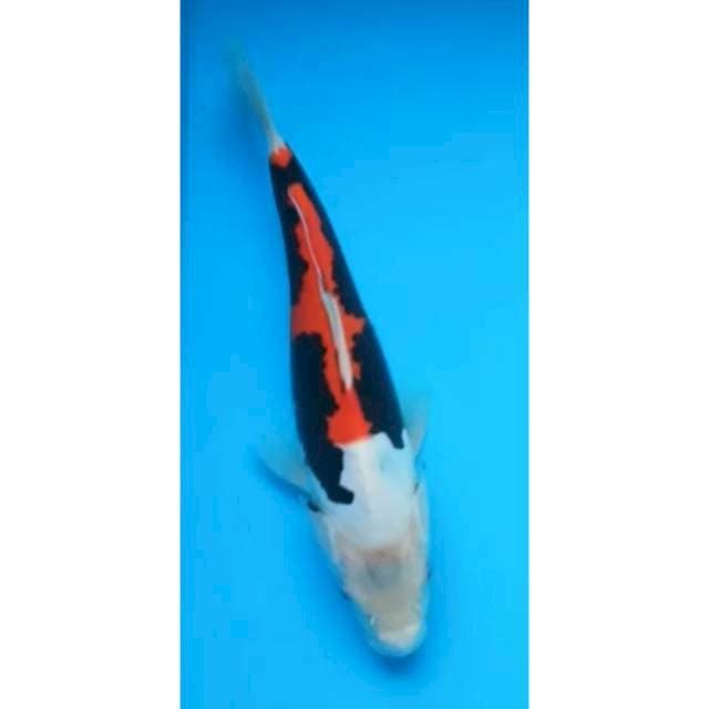 BENI KUMONRYU 23 Cm