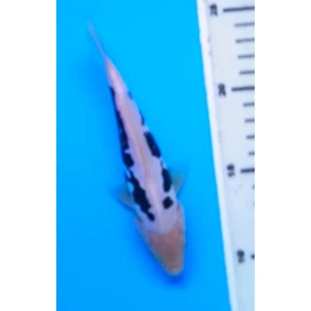 KUMONRYU 17 Cm