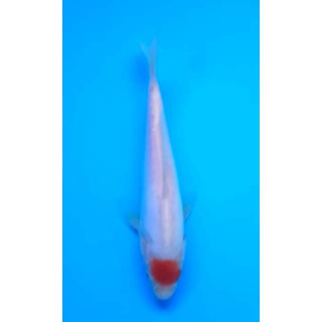 TANCHO BENI KUMON 18 Cm