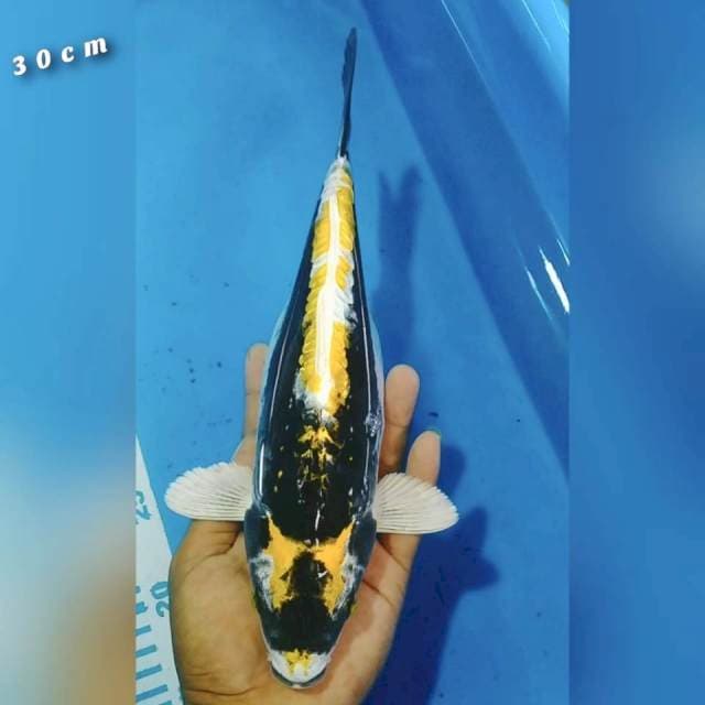 Kinkabuto 30cm