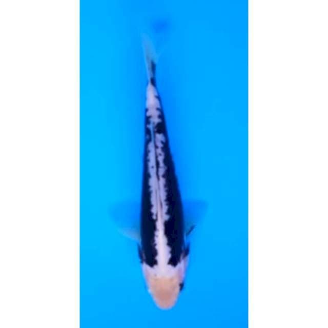 KUMONRYU 18 Cm