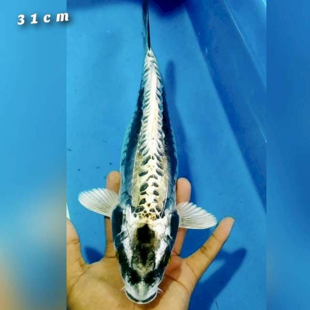 Kikokuryu 31cm