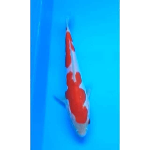 KOHAKU DOITSU MURNI 17 Cm