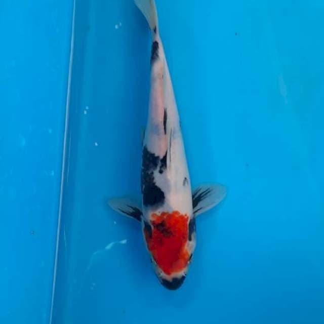 Tancho showa 21cm
