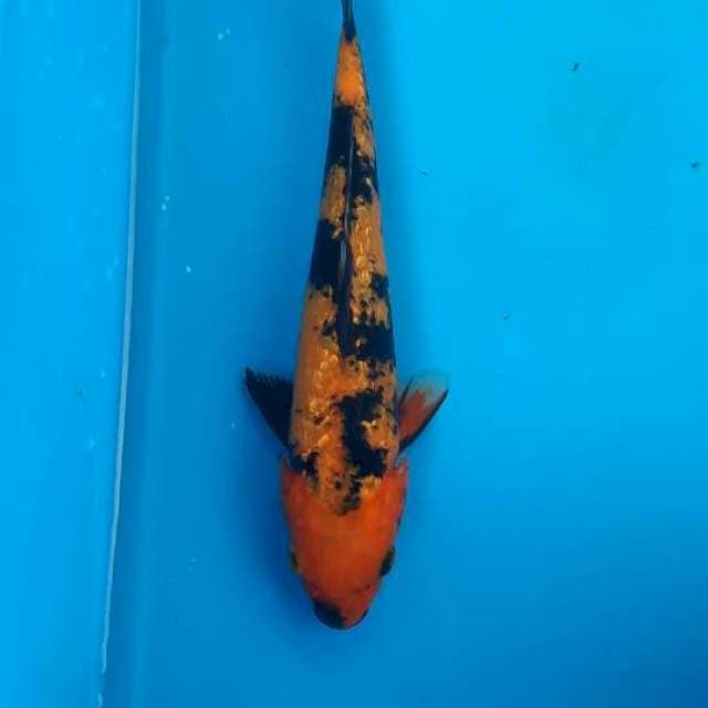 Utsuri ginrin 25cm