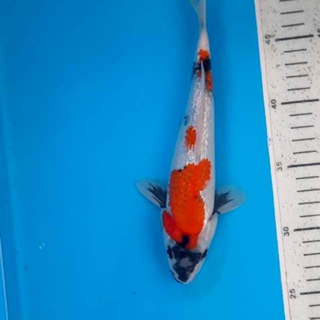 Showa gindrin 23cm
