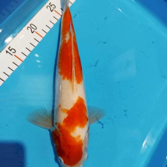 Kohaku 30 cm