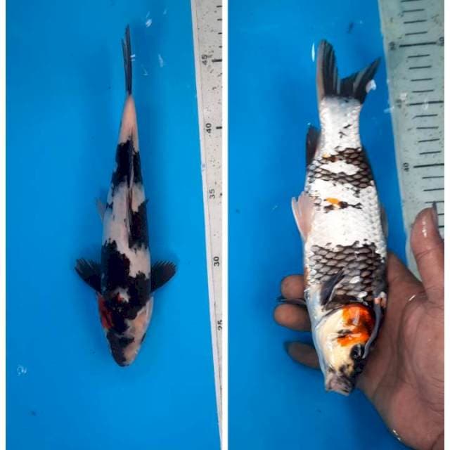 Shiro 24cm