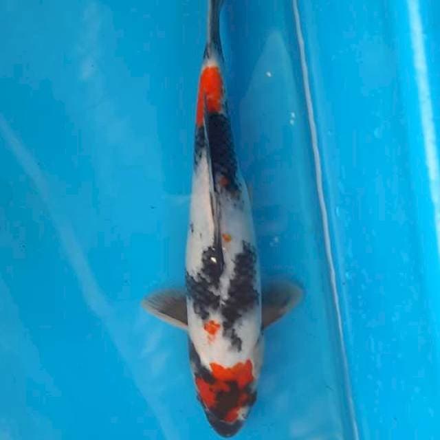 Showa maruten 24cm