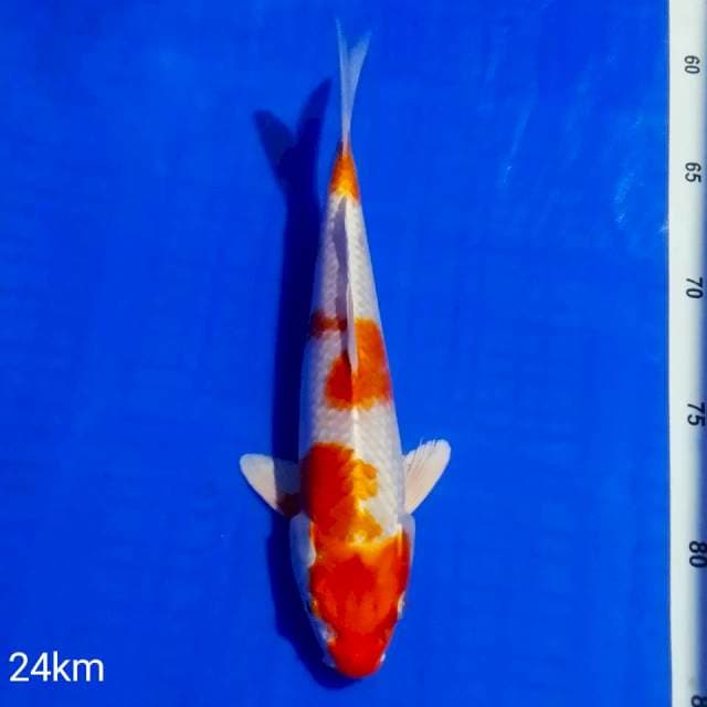 ~kohaku hikari 25bu~