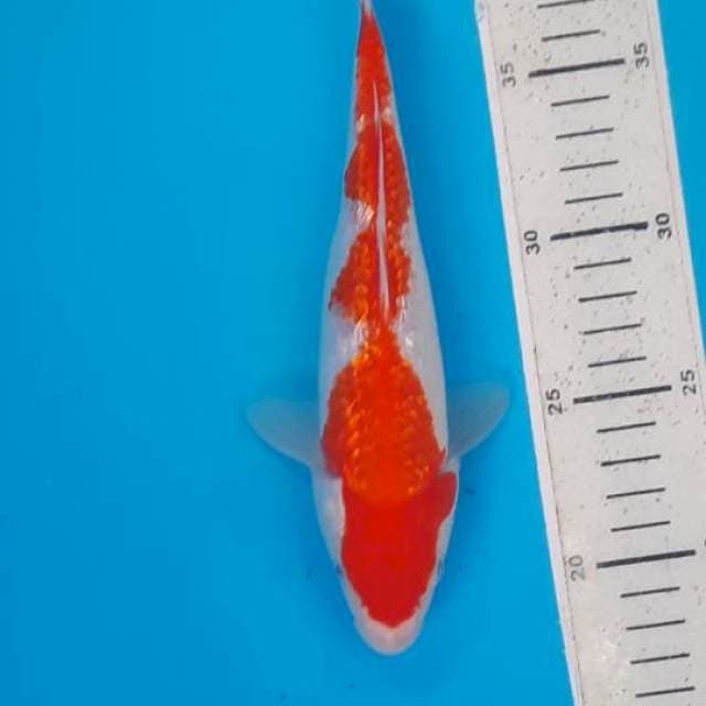 Kohaku ginrin 22cm