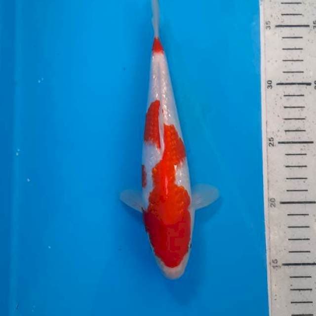 Kohaku ginrin 23cm