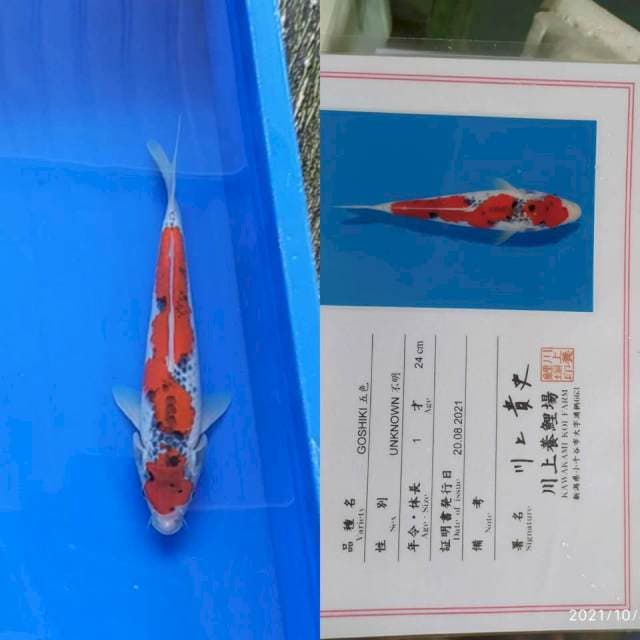Goshiki 25cm Kawakami