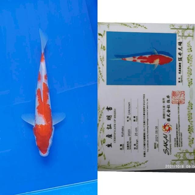 Kohaku 30bu sakai Ltd