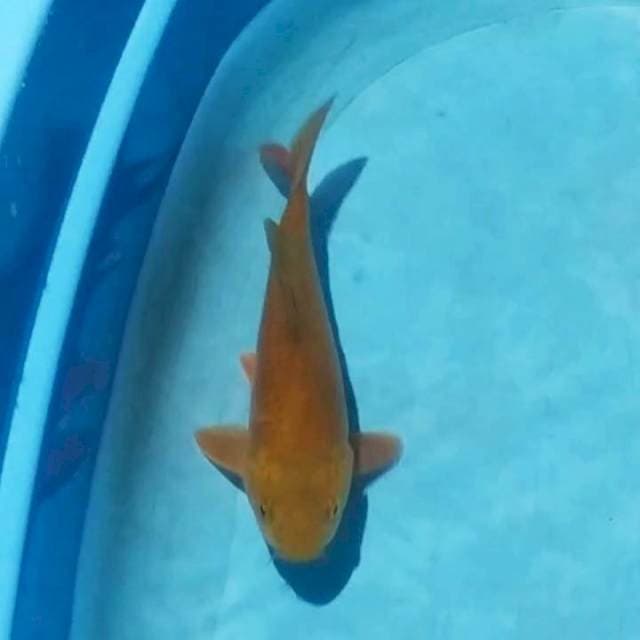 Chagoi tembaga, 30cm