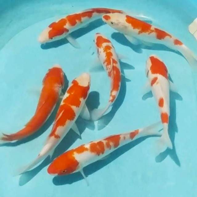 Pkt kohaku 15_20cm , 7ekr