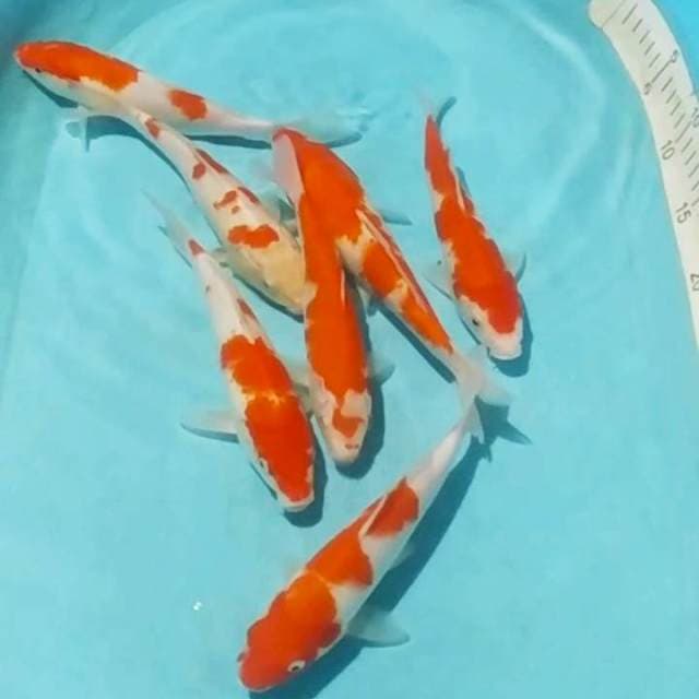 Pkt kohaku 7ekr 20_24cm
