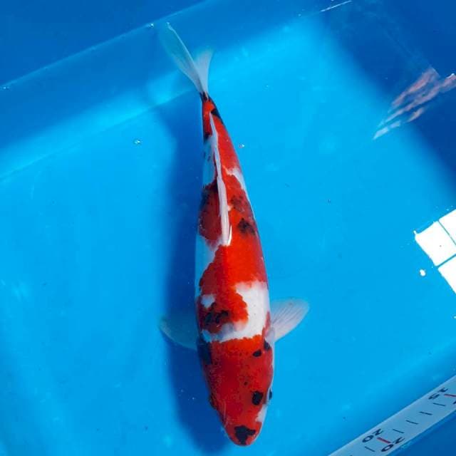 Showa ,30cm
