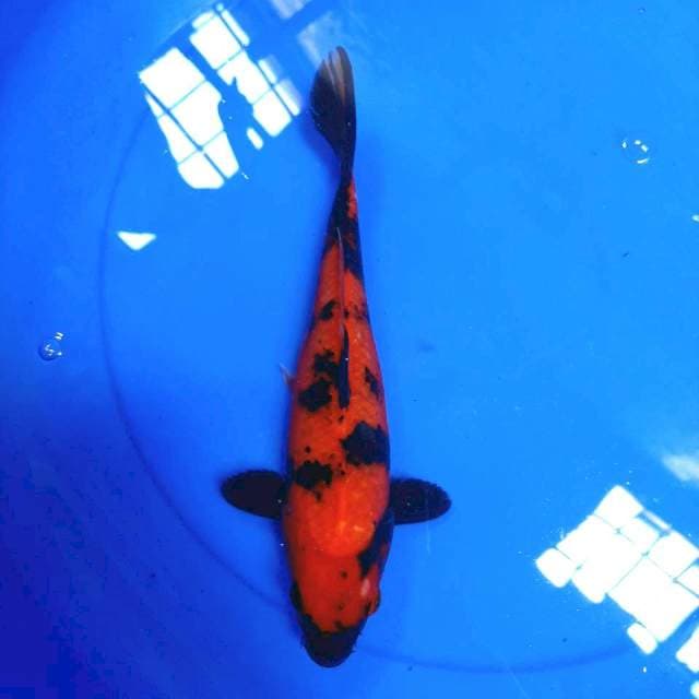 Hi utsuri ,25cm