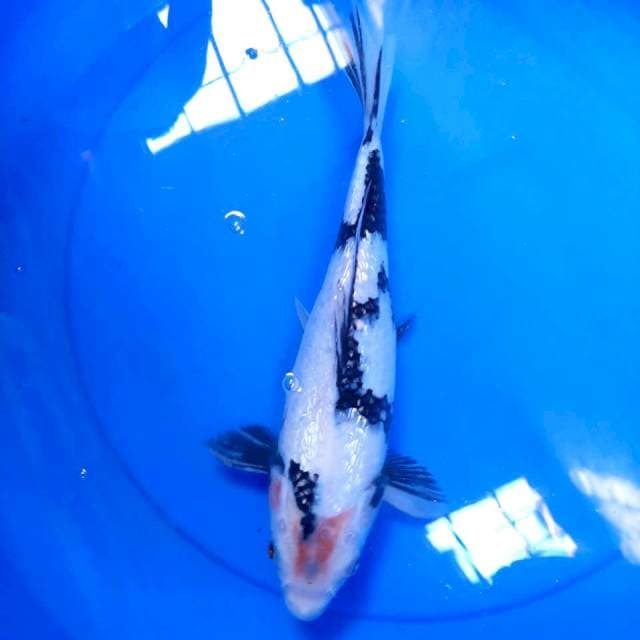 Shiro Ginrin ,28cm