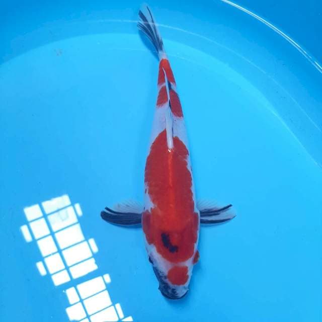 Showa ,27cm