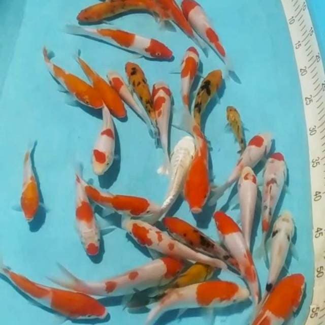 *Pkt 30 ekr 12_15cm