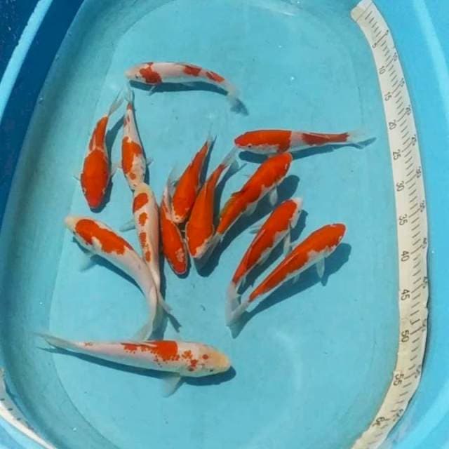 *pkt kohaku 13ekr 15_20cm