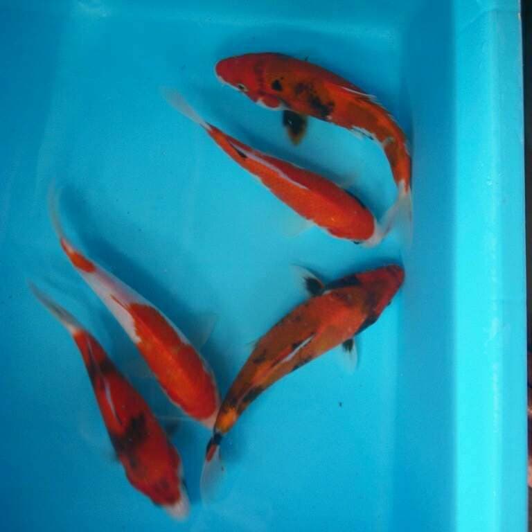 Mix koi showa padang