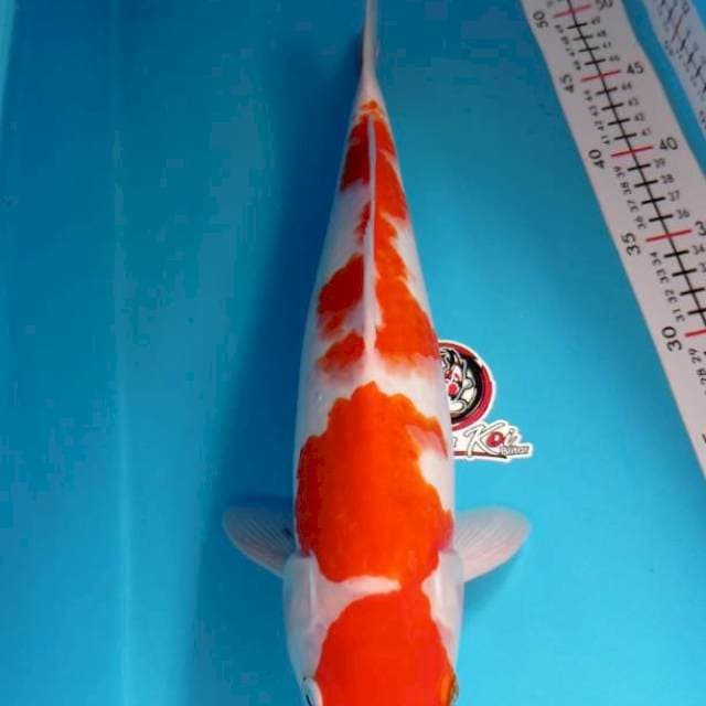 KOHAKU 38CM JANTAN