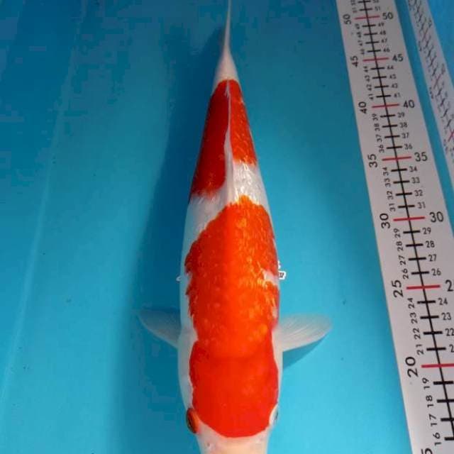 KOHAKU GINRIN 37CM BETINA