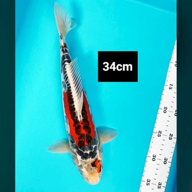 Beni strong kawari 34cm