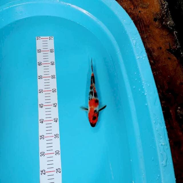 Showa 24 cm