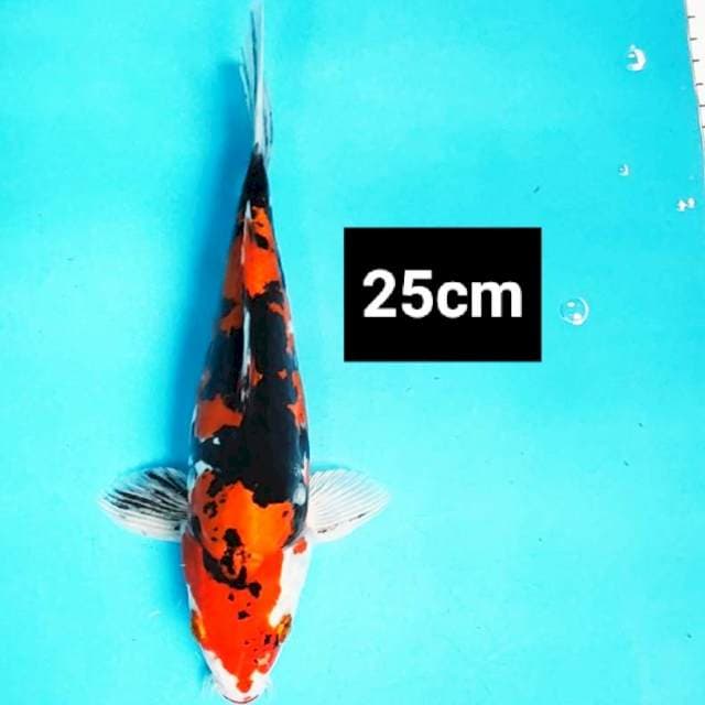 Heisei nishiki strong 25cm