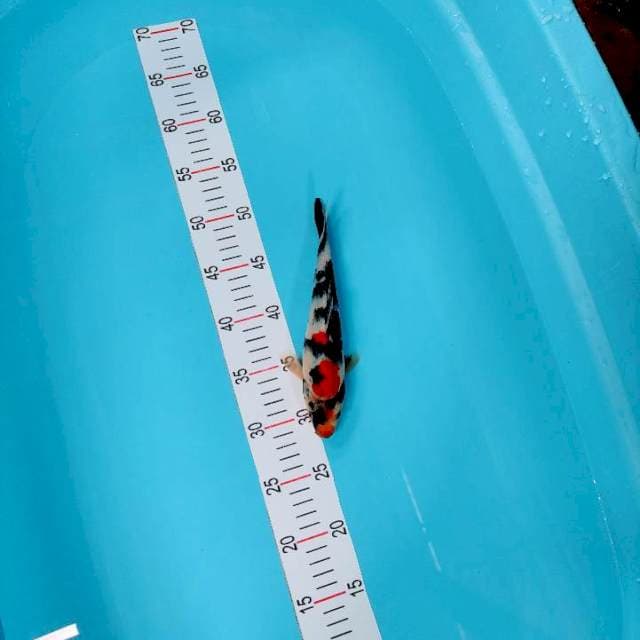 Showa 23 cm