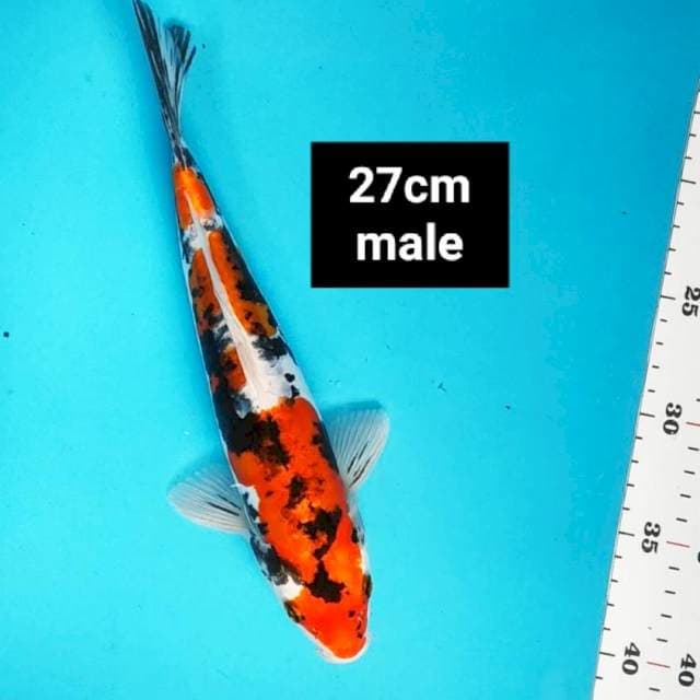Doitsu sanke 27cm male